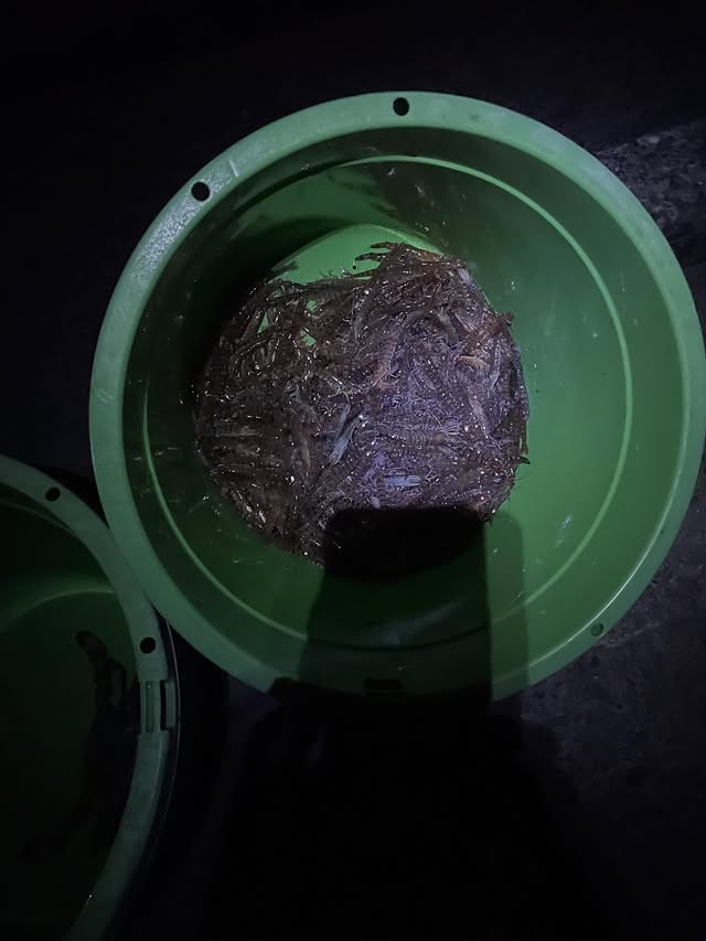 大きなカニ